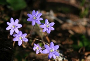 violets-rs