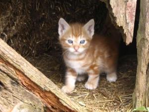 kittens-in-the-barn